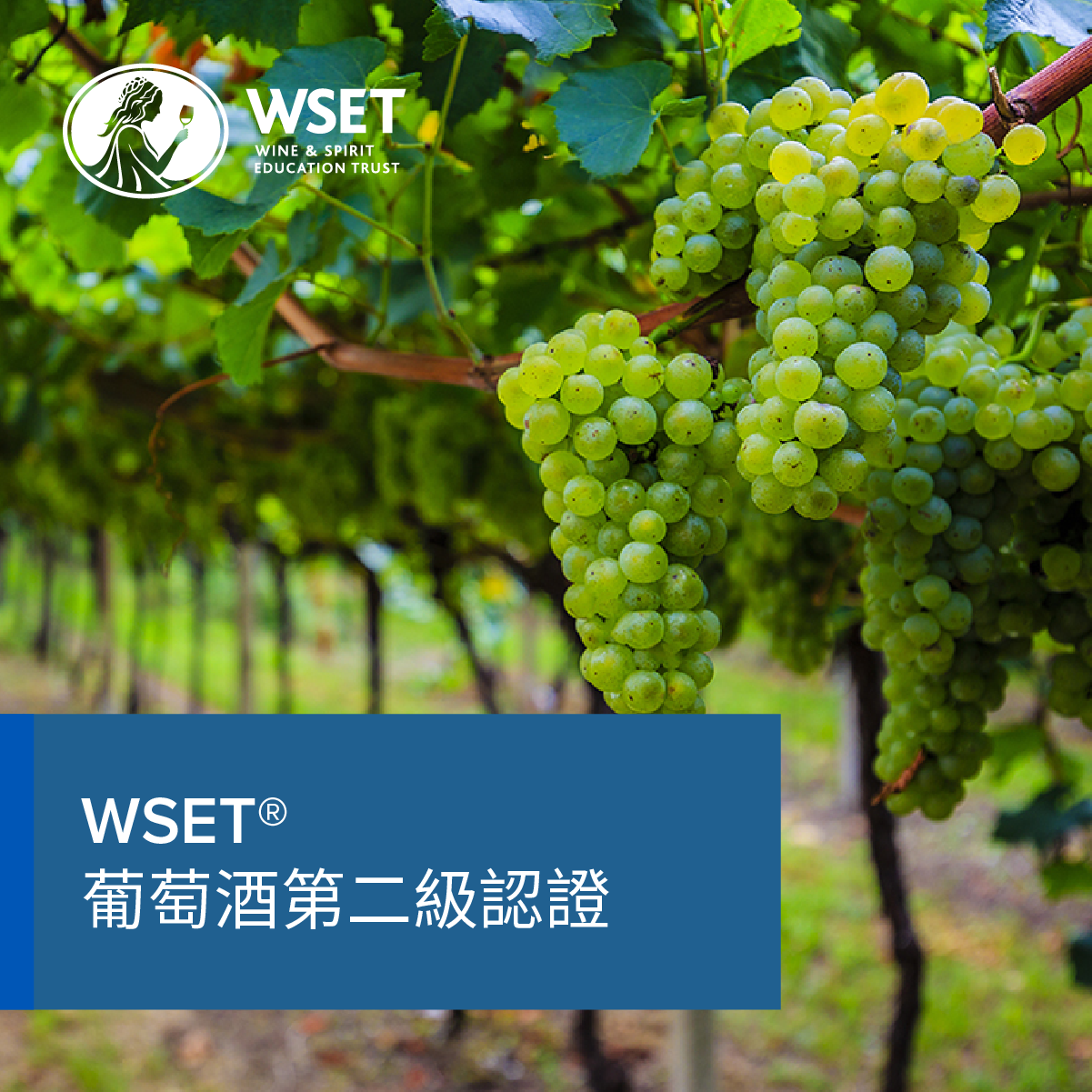 WSET Level 2 Wine - in Chinese - November 1st 2025
